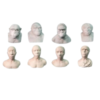 Набор палеонтологических муляжей - «globural.ru» - Кострома