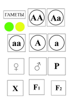 Модель-аппликация Моногибридное скрещивание и его цитологические основы - «globural.ru» - Кострома