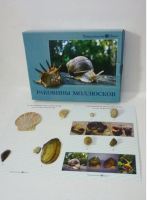 Коллекция "Раковины моллюсков" (вариант 2) - «globural.ru» - Кострома