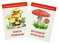 Раздаточные карточки "Грибы съедобные и не съедобные" - «globural.ru» - Кострома