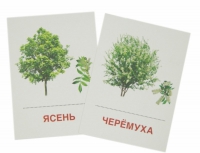 Раздаточные карточки "Деревья и кустарники" - «globural.ru» - Кострома