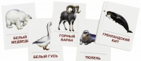 Раздаточные карточки "Животные холодных широт" - «globural.ru» - Кострома
