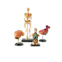 Дидактическое пособие по окружающему миру «Изучаем строение человека» (Анатомические модели) - «globural.ru» - Кострома