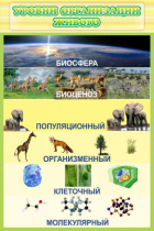 Стенд "Уровни организации живого" - «globural.ru» - Кострома