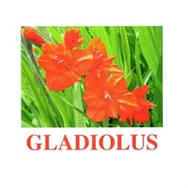 "Flowers-1" ("Цветы-1") английские карточки Домана - «globural.ru» - Кострома