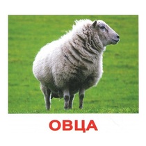 .Карточки Домана "Домашние животные" - «globural.ru» - Кострома