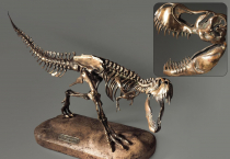 Модель скелета динозавра Tyrannosaurus - «globural.ru» - Кострома