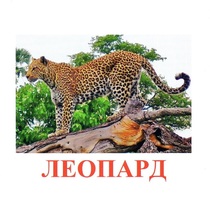 Карточки Домана "Дикие животные-2" - «globural.ru» - Кострома