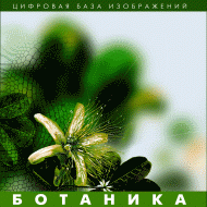 Ботаника. (Цифровая база изображений) - «globural.ru» - Кострома