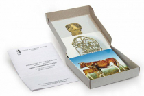 Модель-аппликация Цикл развития бычьего цепня (набор из 7 карт) - «globural.ru» - Кострома