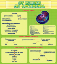 Стенд "От клетки до организма" - «globural.ru» - Кострома