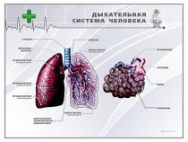 Стенд "Дыхательная система человека" - «globural.ru» - Кострома