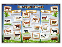 Стенд "Породы коров" - «globural.ru» - Кострома