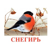 Карточки Домана "Птицы-1" - «globural.ru» - Кострома