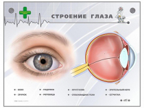 Интерактивный стенд "Строение глаза" - «globural.ru» - Кострома