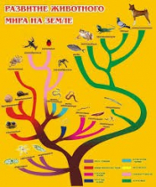 Стенд "Развитие животного мира на земле" - «globural.ru» - Кострома
