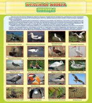 Стенд "Красная книга - птицы" - «globural.ru» - Кострома