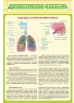 Стенд "Дыхательная система" - «globural.ru» - Кострома