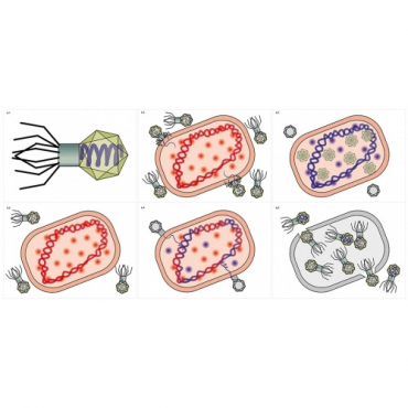 Модель-аппликация Жизненный цикл вируса	 - «globural.ru» - Кострома