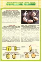 Стенд "Строение семян" - «globural.ru» - Кострома